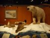 P1020684 Museum Fairbanks.jpg