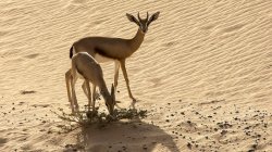 gazelles_dxb_desert_n7k2_18790.jpg