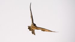 peregrine_falcon_dxb_desert_n7k2_18888.jpg