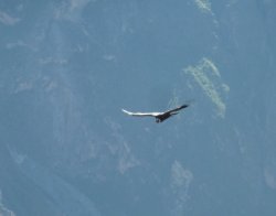 Condor 560.JPG