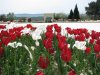 Poppies at the 57th.jpg