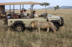 Lion safari 2014.jpg