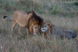 20180910- safari-202.jpg