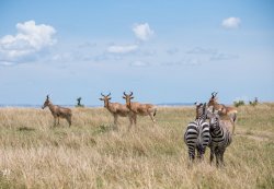 20180910- safari-830.jpg