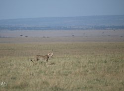 20180911- safari-328.jpg