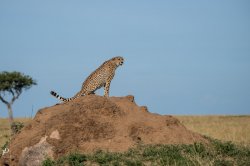 20180911- safari-417.jpg