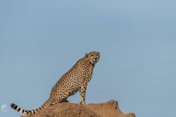 20180911- safari-420.jpg