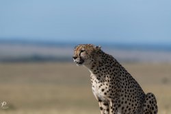 20180911- safari-436.jpg