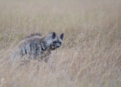 20180913- safari-167.jpg