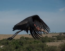 20180912- safari-827-Edit.jpg