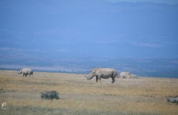 20180914- safari-10.jpg