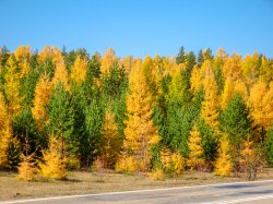 Autumn colours, Russia Sept 18-4.jpg