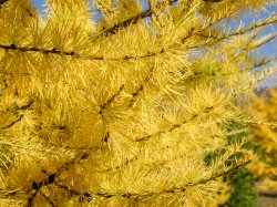 Autumn colours, Russia Sept 18-6.jpg