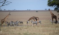 20180928- safari-690.jpg