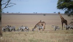 20180928- safari-691.jpg