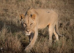 20180928- safari-621-Edit.jpg