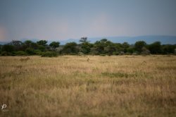 20180929- safari-79.jpg