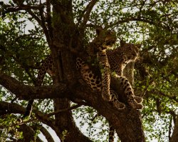 20180930- safari-134.jpg