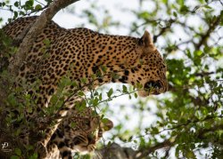 20180930- safari-56.jpg