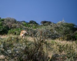 20180930- safari-73.jpg