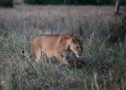 20180930- safari-83.jpg