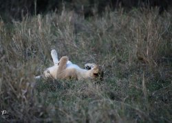 20180930- safari-84.jpg