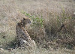 20181001- safari-198.jpg