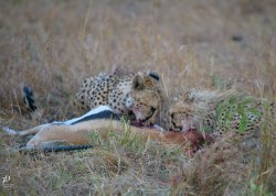 20181002- safari-113.jpg