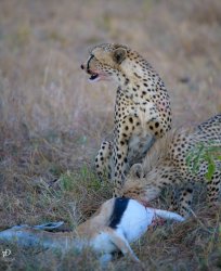 20181002- safari-38.jpg