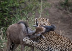 20181002- safari-332.jpg