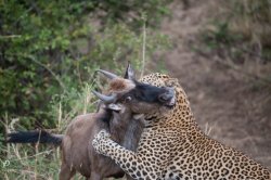 20181002- safari-328.jpg