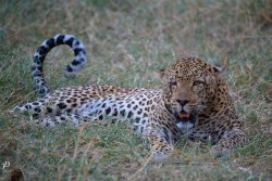 20181003- safari-101.jpg