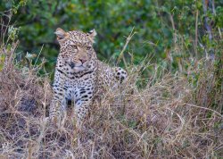 20181003- safari-94.jpg