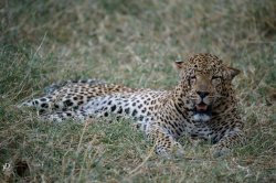 20181003- safari-106.jpg