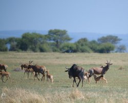 20180929- safari-292.jpg