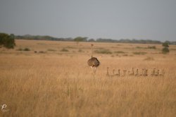 20180929- safari-135.jpg