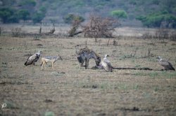 20181003- safari-182.jpg