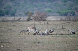 20181003- safari-184.jpg