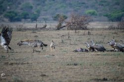 20181003- safari-187.jpg