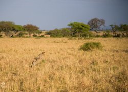 20181003- safari-490.jpg