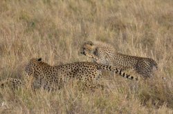 20181003- safari-482.jpg