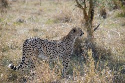 20181001- safari-215.jpg