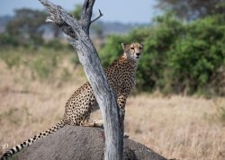 20181003- safari-261.jpg