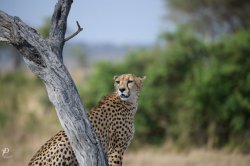 20181003- safari-320.jpg