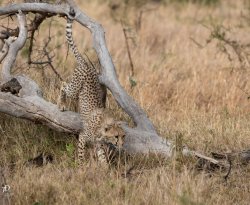 20181003- safari-437.jpg