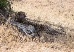 20181003- safari-231.jpg