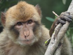 Gibraltar macaque.jpg