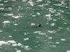 Seal near glacier.jpg