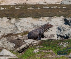 Kaikoura-46.jpg