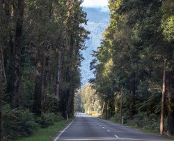 Road trip to Milford Sound-8.jpg